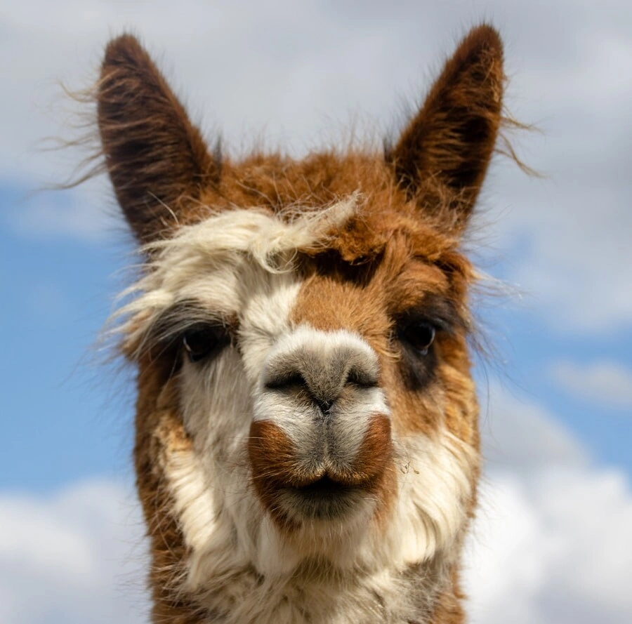 Run Llama 3 Locally: Hardware, Tooling, and Setup